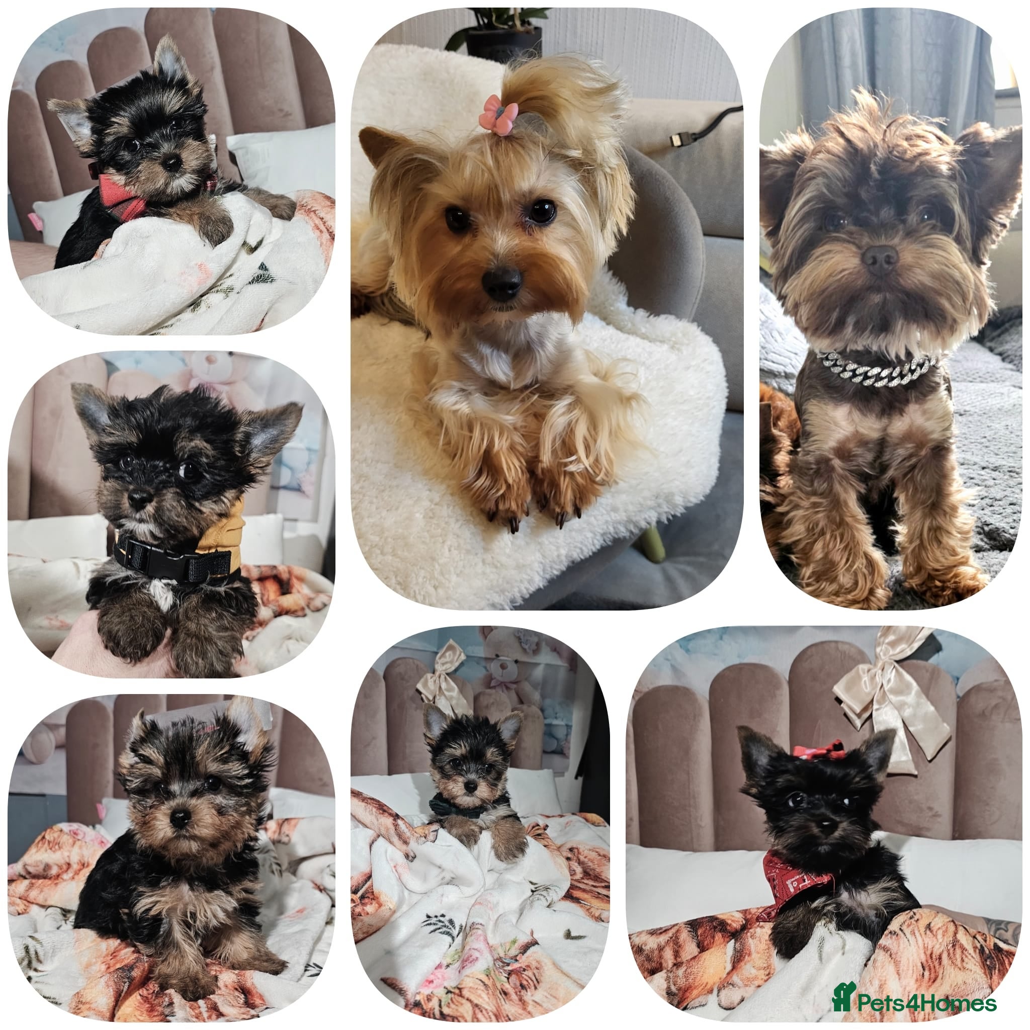 Yorkshire Terrier dogs Tiny miniature Yorkshire terriers - Advert 3
