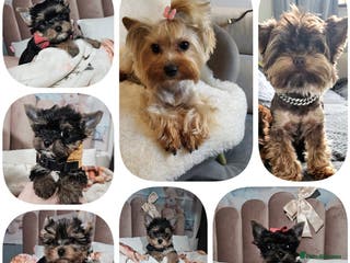 Yorkshire Terrier dogs Tiny miniature Yorkshire terriers - Advert 4