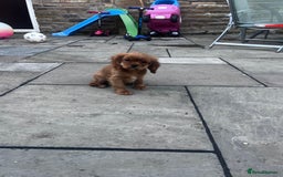 Cavalier King Charles Spaniel dogs for sale: KC cavalier King Charles dna clear  - Image 4
