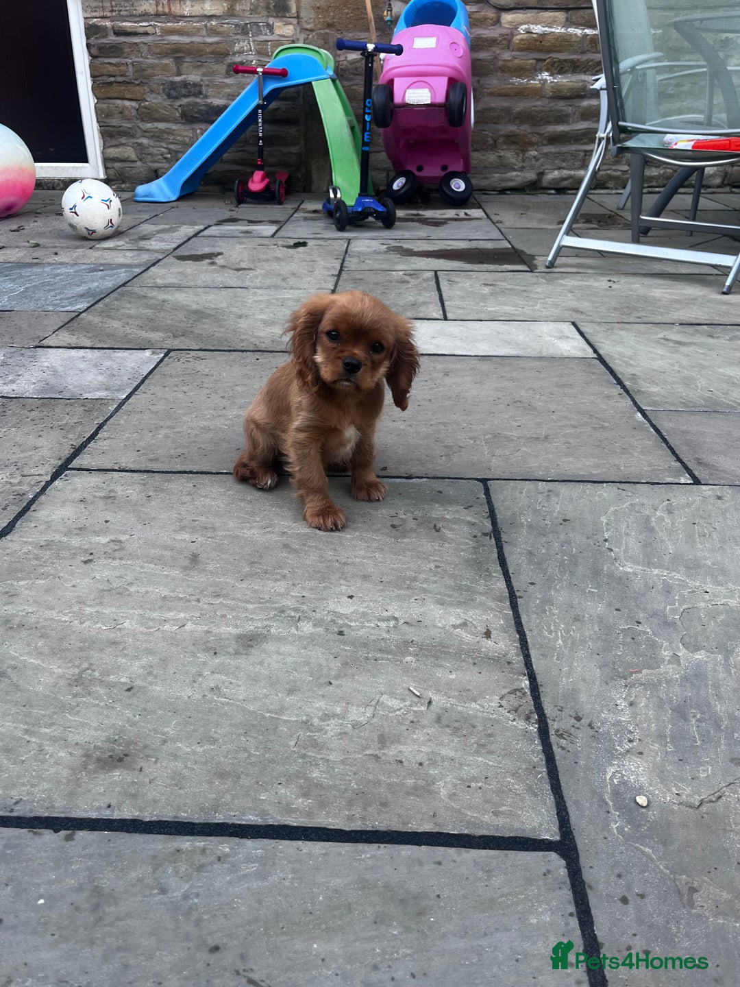 Cavalier King Charles Spaniel dogs for sale: KC cavalier King Charles dna clear  - Image 4