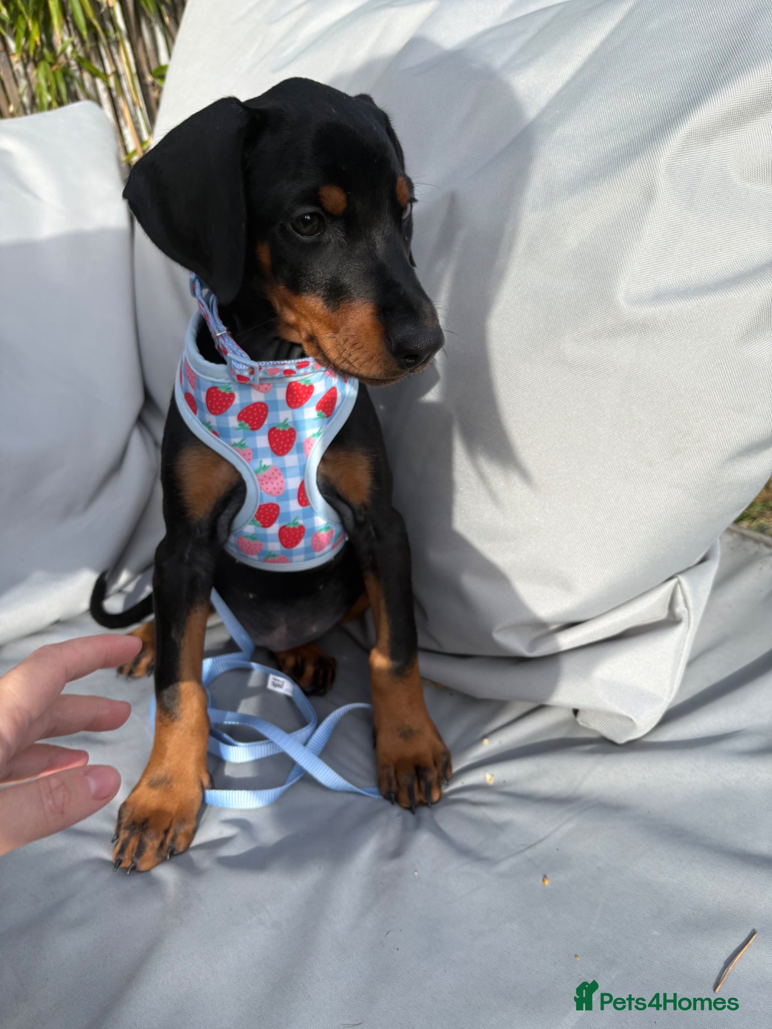 Dobermann dogs Ready now Kc Health tested Black & Tan girls - Advert 3