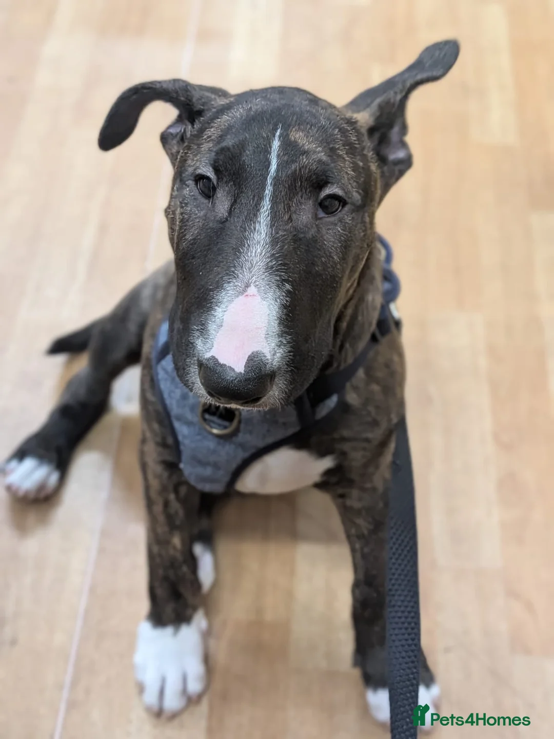 English Bull Terrier dogs for sale: Gorgeous george - Advert 1