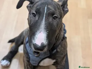 English Bull Terrier dogs Gorgeous george - Advert 2