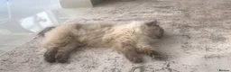 Mixed Breed cats for sale: Siberian Male cat for sale  - Advert 4