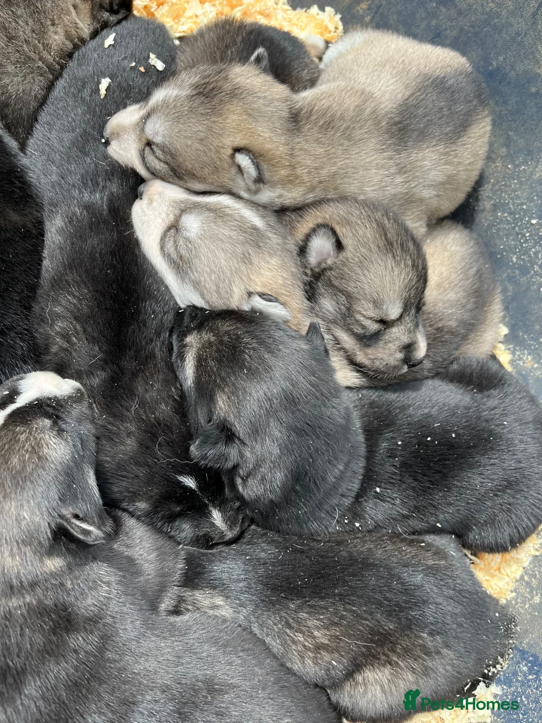 Siberian Husky dogs for sale: Unbelievable KC Registered Puppies - Advert 2
