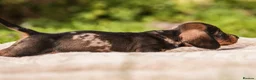 Dachshund dogs for sale: Rare Standard Wire Haired Dapple Dachshunds  in Leicester - Advert 16