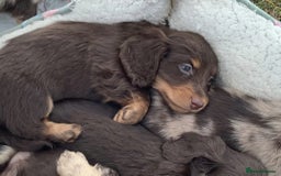 Miniature Dachshund dogs for sale: Miniature Dachshund puppies ready for new home - Image 7