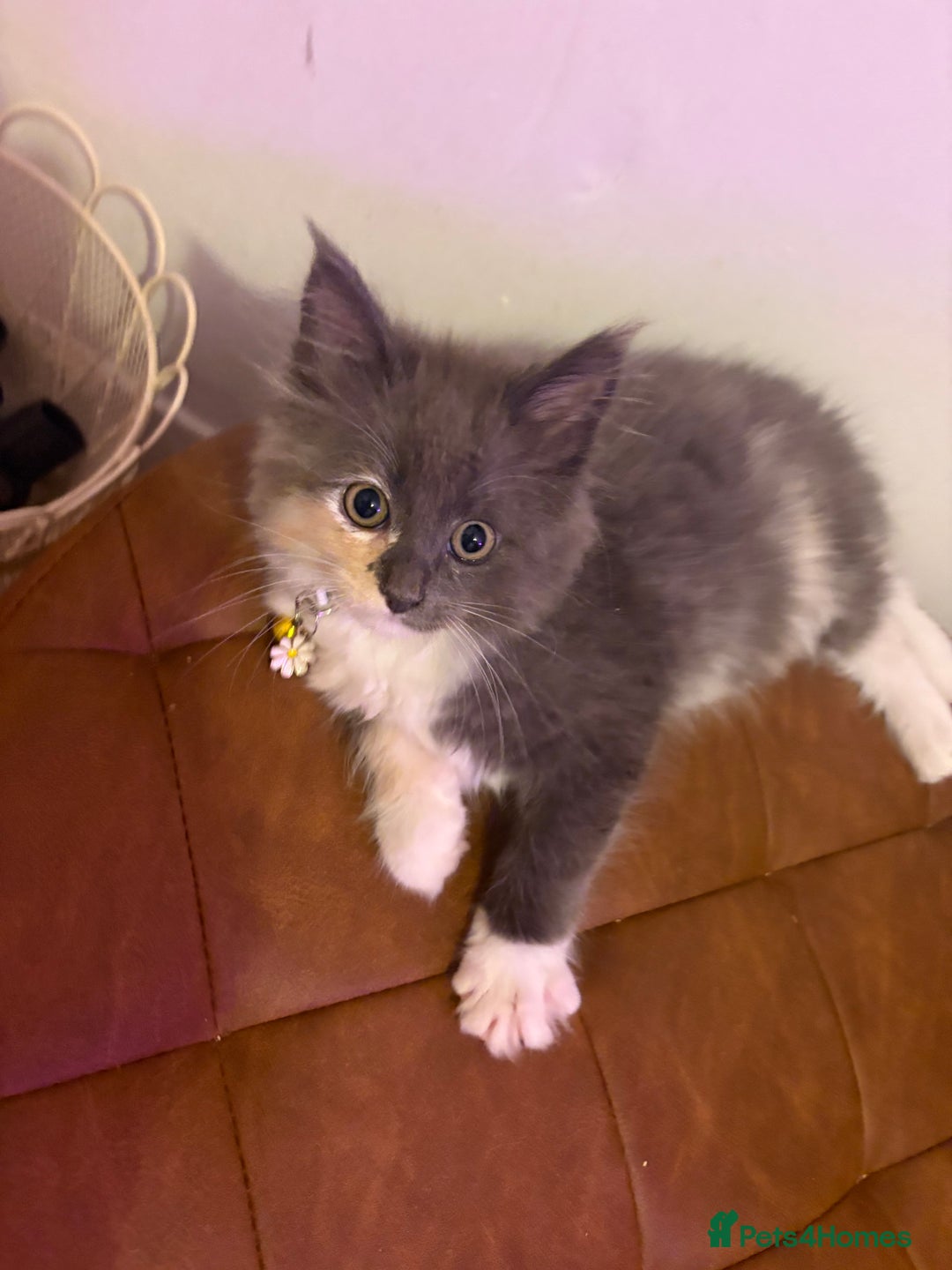 Maine Coon cats for sale: Maincoon X Ragdoll last female kitty - Image 4