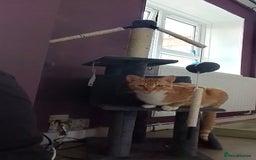 British Shorthair cats for sale: Female white and ginger boy cats  - Advert 7