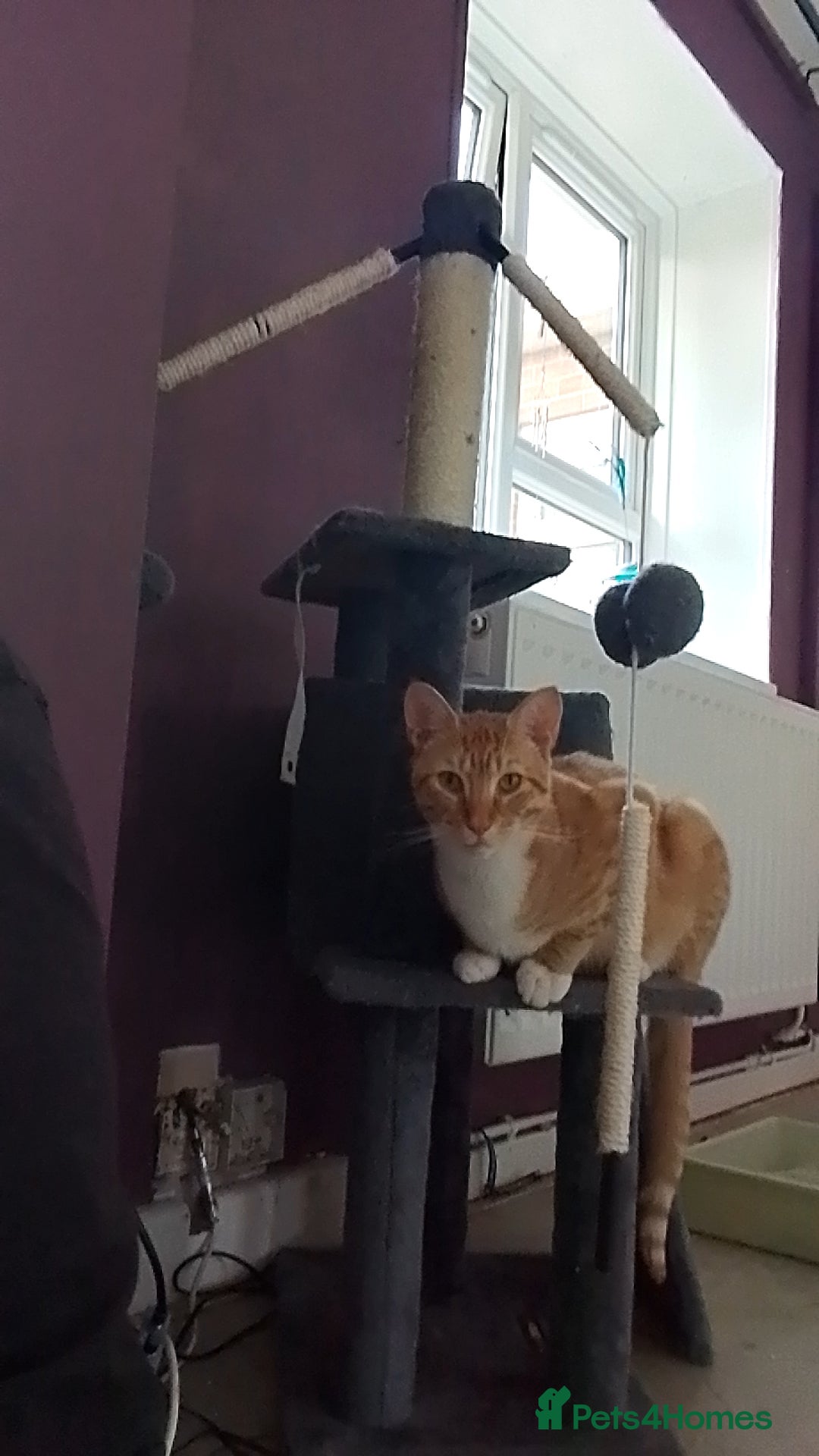 British Shorthair cats for sale: Female white and ginger boy cats  - Advert 7