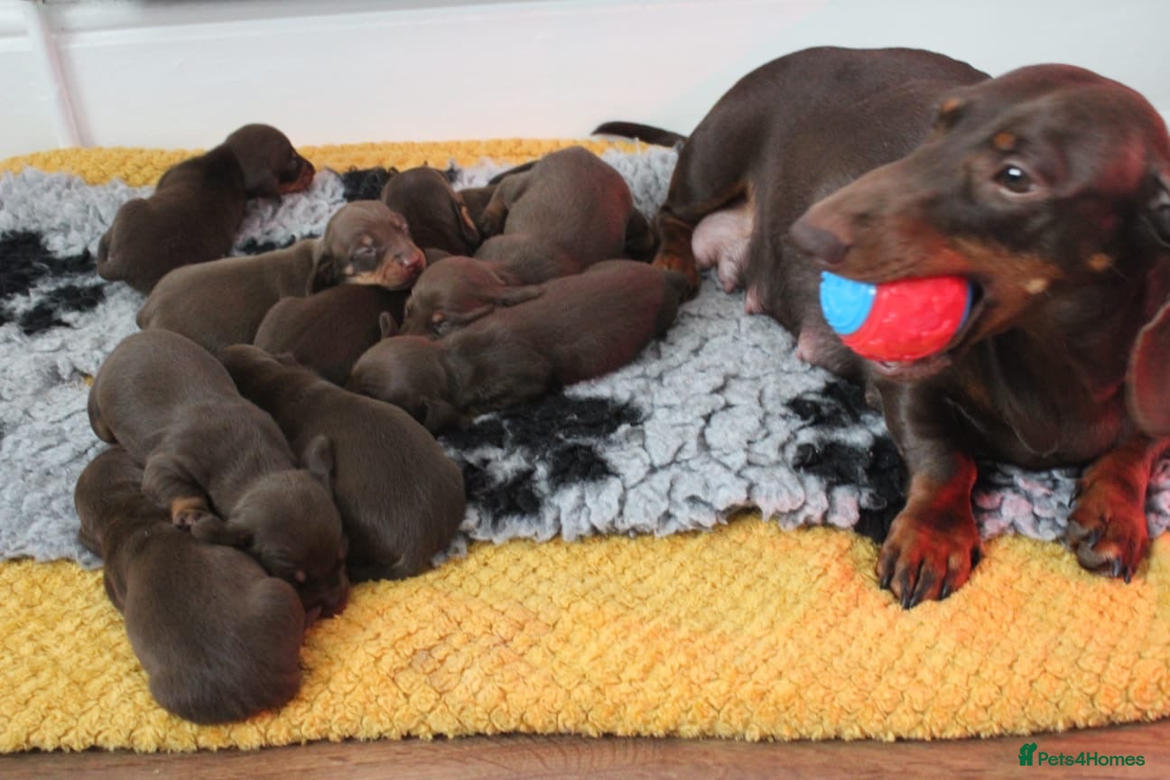 Miniature Dachshund dogs Miniature dachshund ready now  - Advert 3