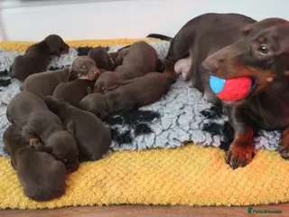 Miniature Dachshund dogs Miniature dachshund ready now - Advert 3