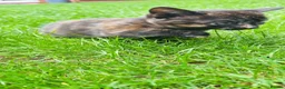 Mixed Breed cats for sale: Kittens 🐈‍⬛  - Advert 3