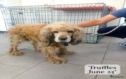 Cocker Spaniel dogs for adoption: Truffles, 10+ yrs. Available for adoption. - Image 5