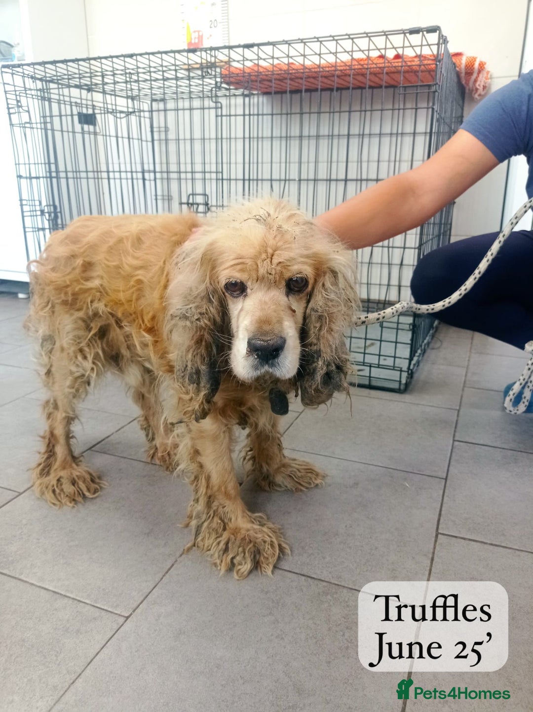Cocker Spaniel dogs for adoption: Truffles, 10+ yrs. Available for adoption. - Image 5