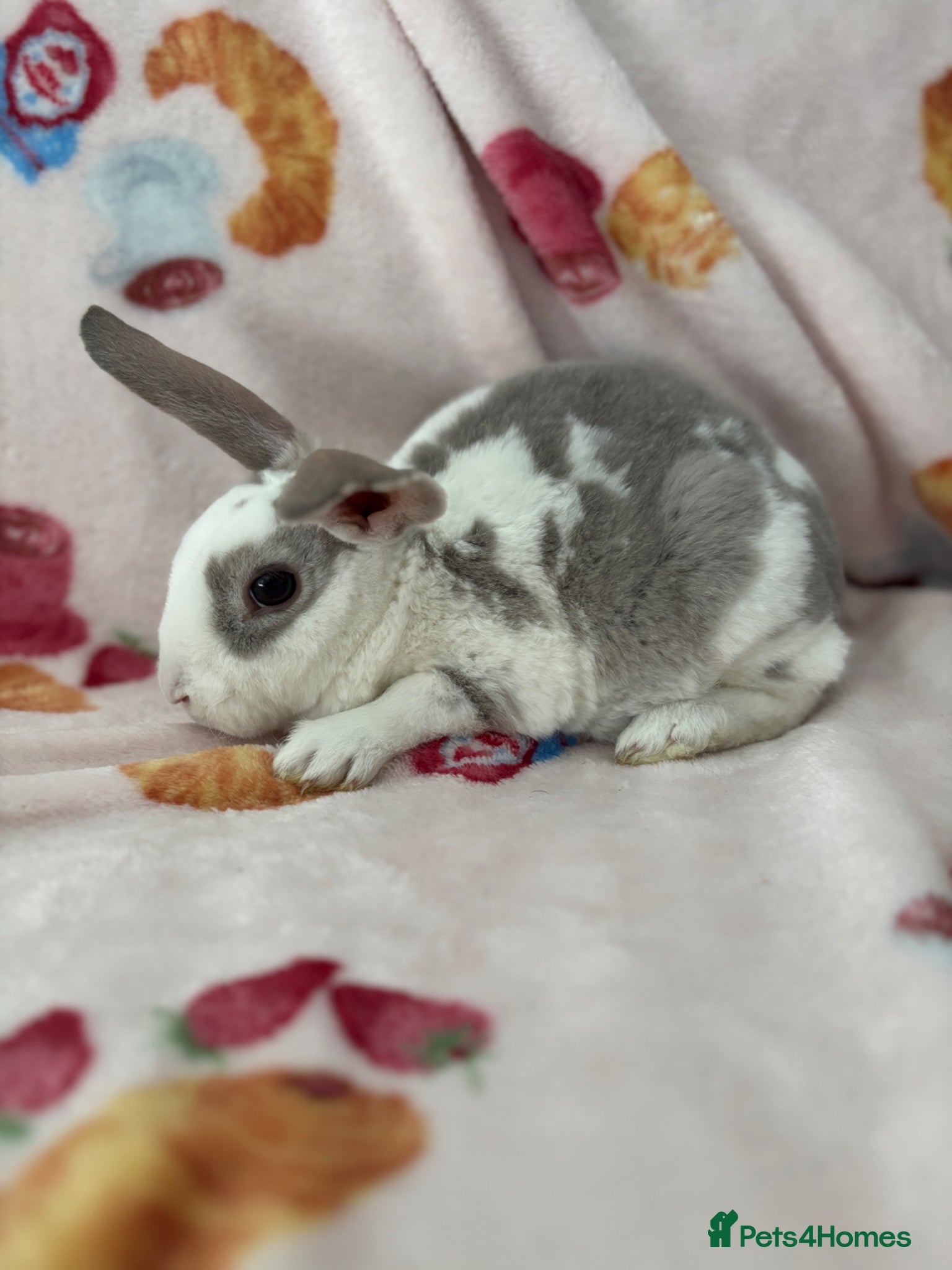 Rex rabbits ✨Mini Rex babies READY NOW! ✨  - Advert 1