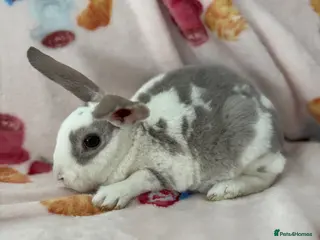 Rex rabbits ✨Mini Rex babies READY NOW! ✨ - Advert 1