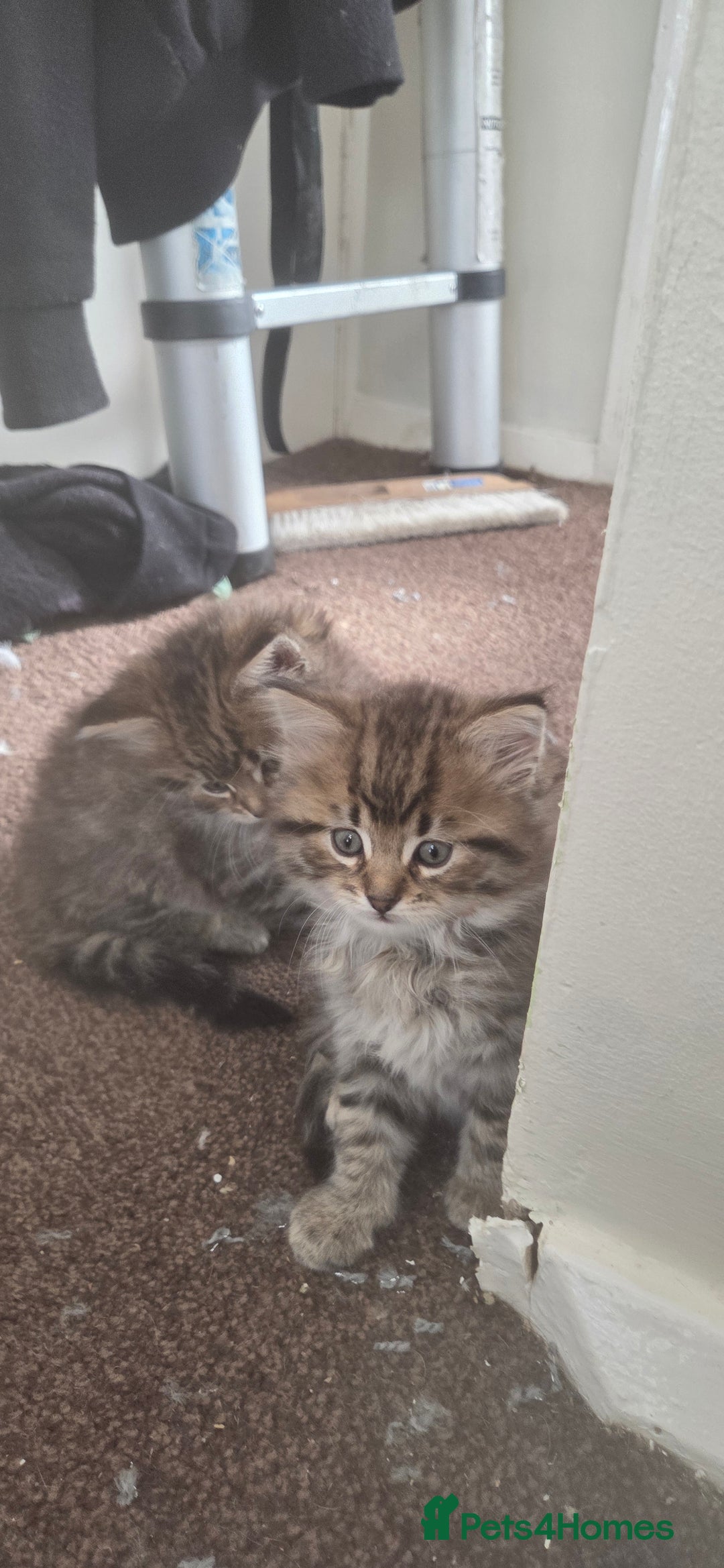 Mixed Breed cats for sale: Mixed breed kittens  - Image 3