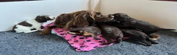 Cocker Spaniel dogs for sale: Liver Working Cocker Spaniel Dog Puppy Available in Dorchester - Advert 5