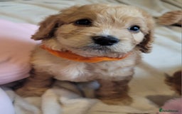 Cockapoo dogs for sale: Adorable Cockerpoo Puppies - Image 14