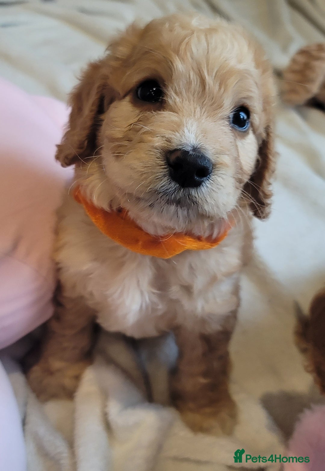 Cockapoo dogs for sale: Adorable Cockerpoo Puppies - Image 14