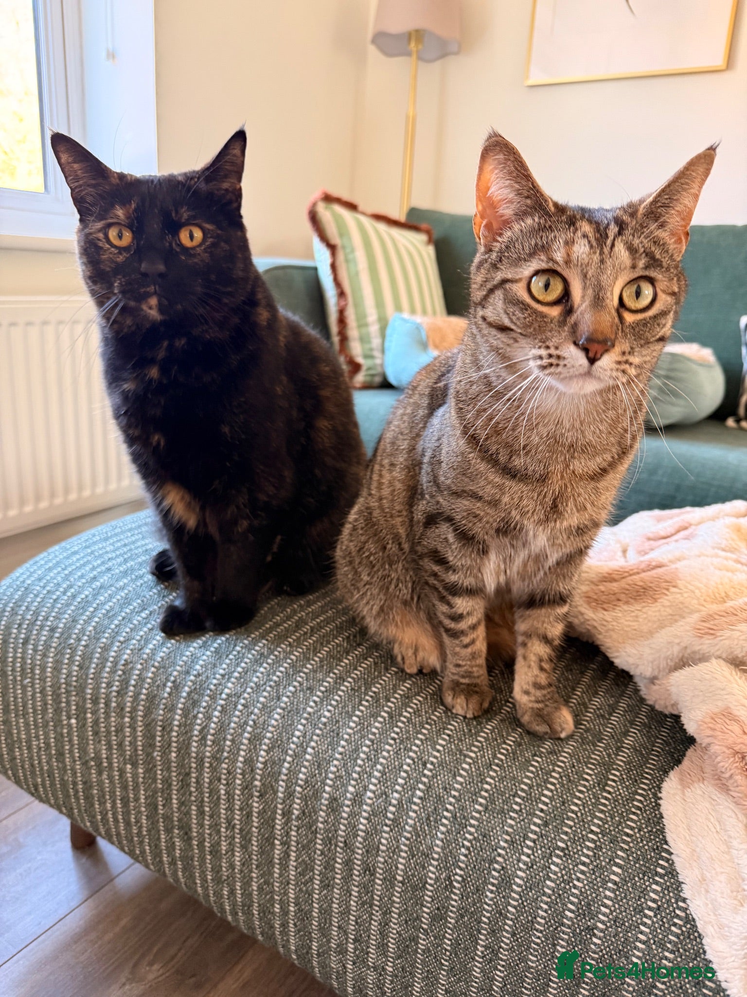 Domestic Shorthair cats 2 Gorgeous Girls for Re-homing - Advert 1