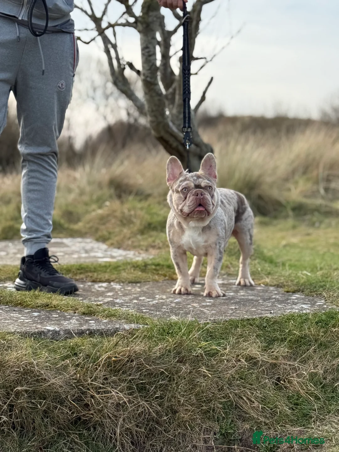 French Bulldog dogs for stud: Newshade Merle & tan pink&fluffy producer PROVEN  in Bagillt - Advert 7