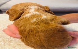 Cocker Spaniel dogs for sale: 6 Cocker Spaniel puppies for sale - Advert 15