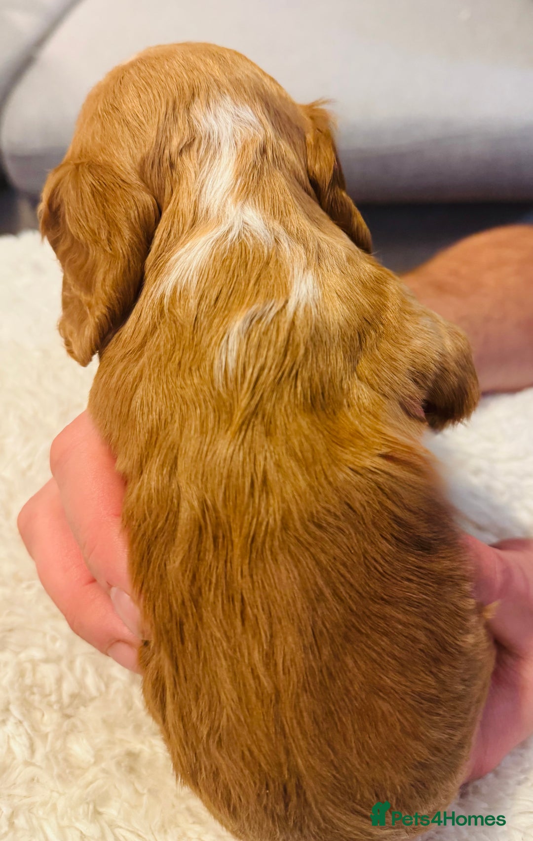 Cocker Spaniel dogs for sale: 6 Cocker Spaniel puppies for sale - Advert 15