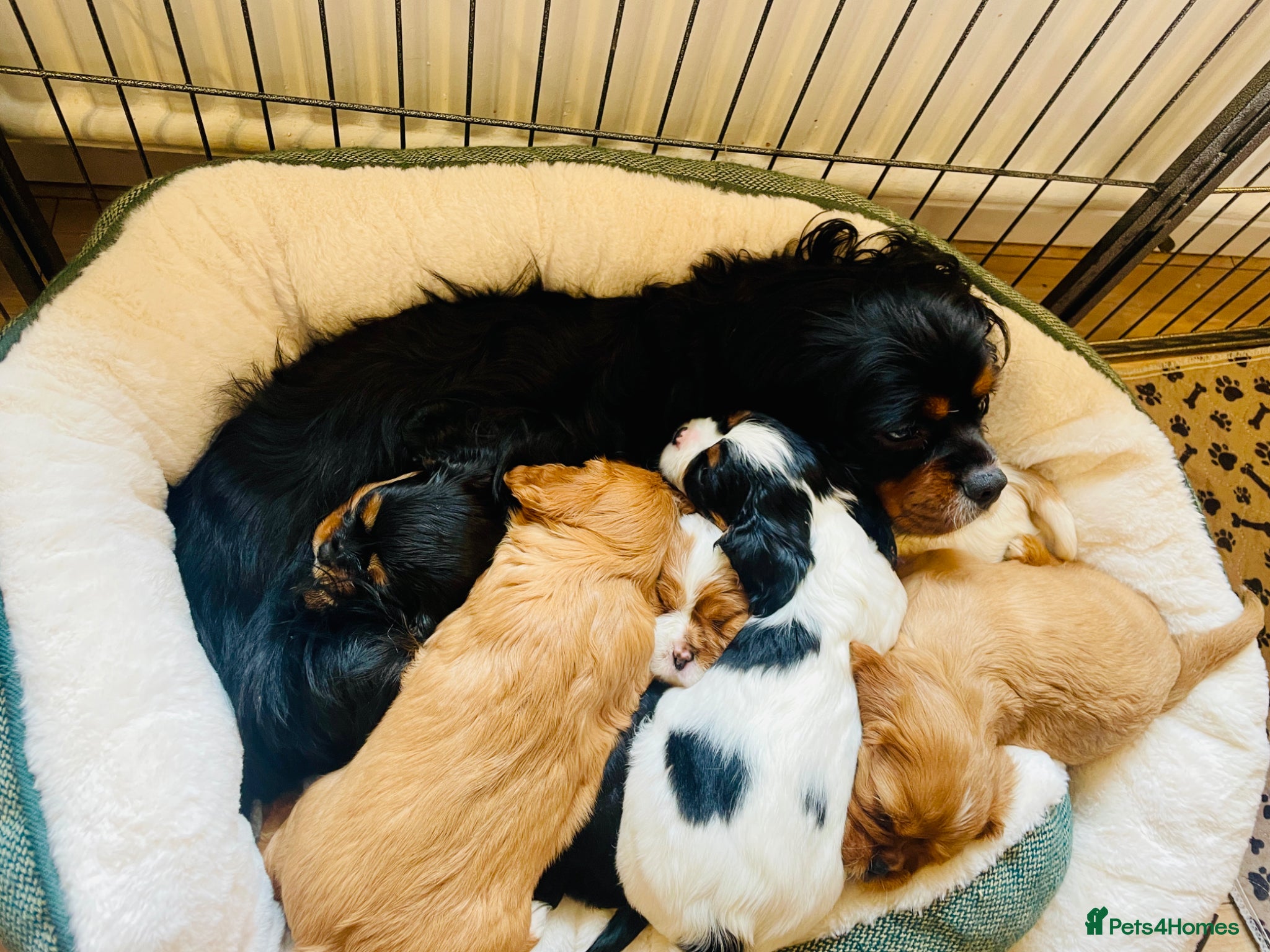 Cavalier King Charles Spaniel dogs Beautiful stunning  ckcs health care tested  - Advert 3