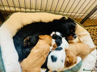 Cavalier King Charles Spaniel dogs Beautiful stunning ckcs health care tested - Advert 3