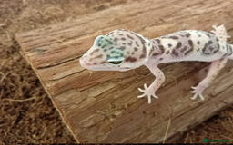 Leopard Gecko reptiles for sale: Beautiful Leopard Gecko Babies – Ready Now! - Image 16
