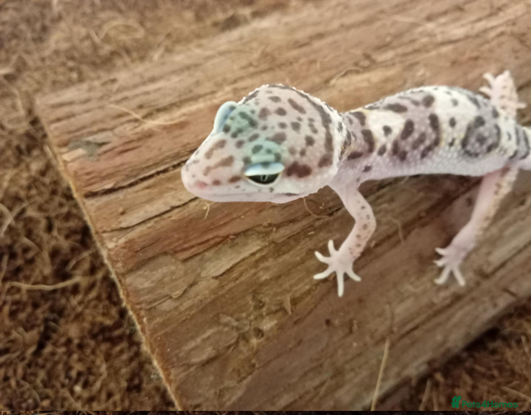 Leopard Gecko reptiles for sale: Beautiful Leopard Gecko Babies – Ready Now! - Image 16