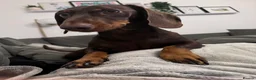 Miniature Dachshund dogs for adoption: Dachsund for Rehoming - Advert 1