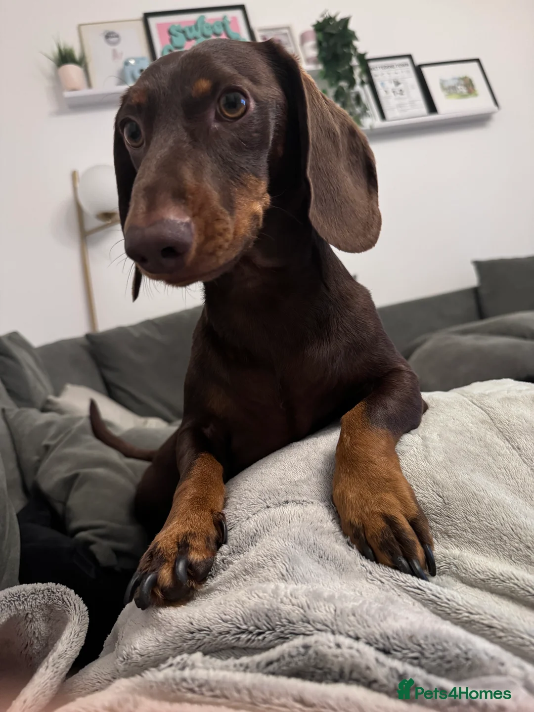 Miniature Dachshund dogs for adoption: Dachsund for Rehoming - Advert 1