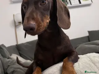 Miniature Dachshund dogs Dachsund for Rehoming - Advert 1
