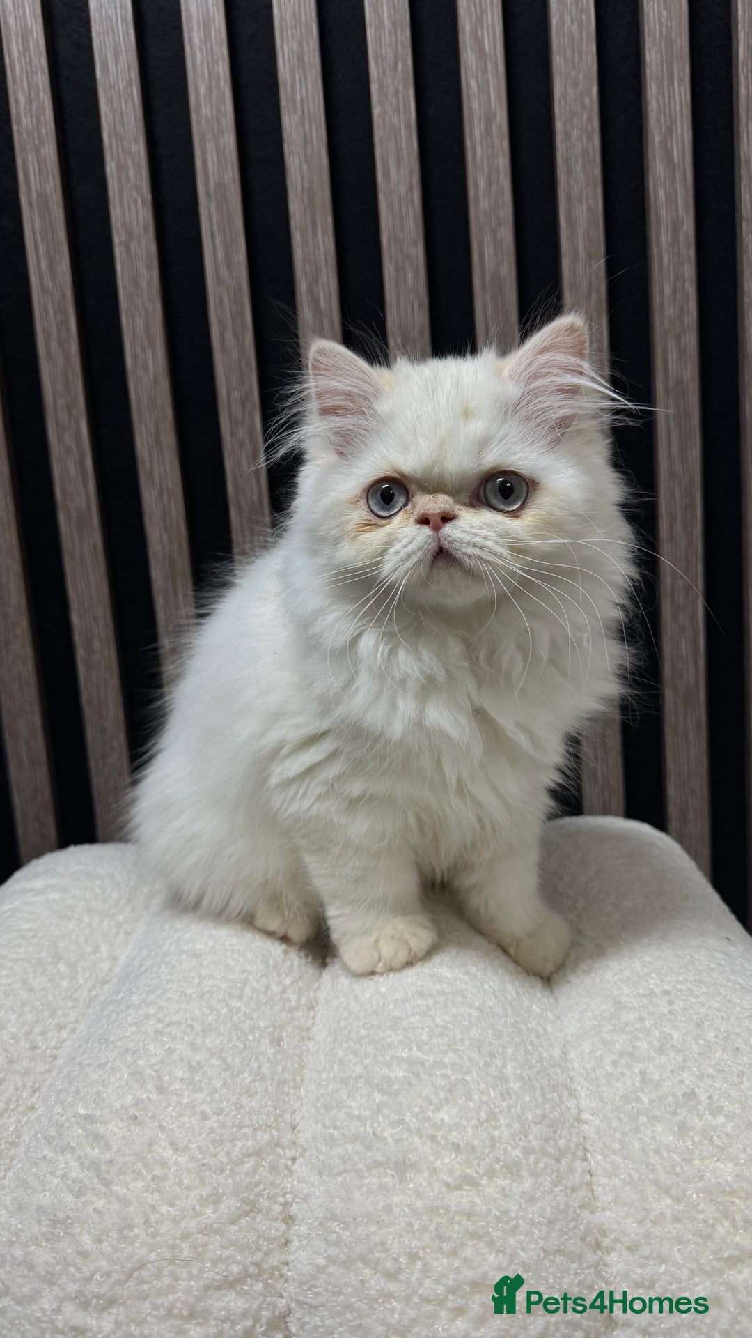 Persian cats for sale: Beautiful Persian Male Kitten Available - Advert 5