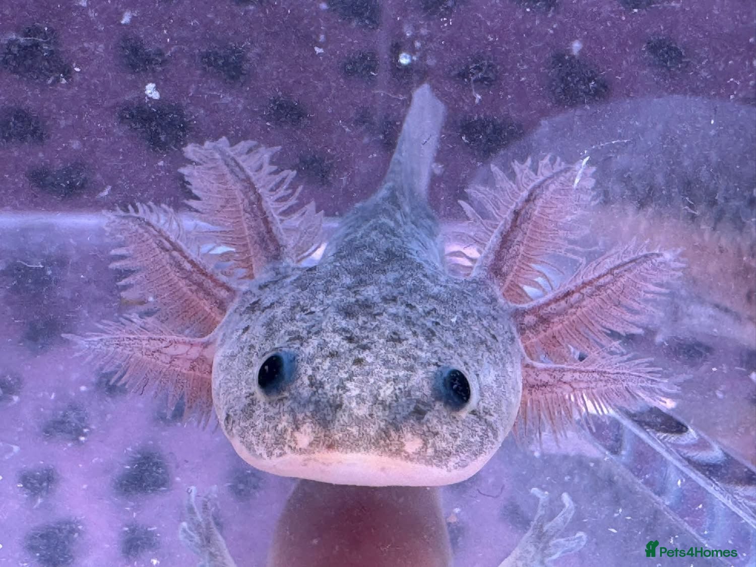 Axolotl reptiles Axolotl juveniles variety of morphs 3months old  - Advert 17