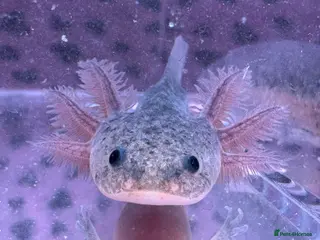 Axolotl reptiles Axolotl juveniles variety of morphs 3months old - Advert 17