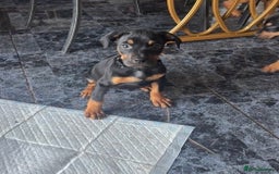 Mixed Breed dogs for sale: Puppy’s available  - Advert 21