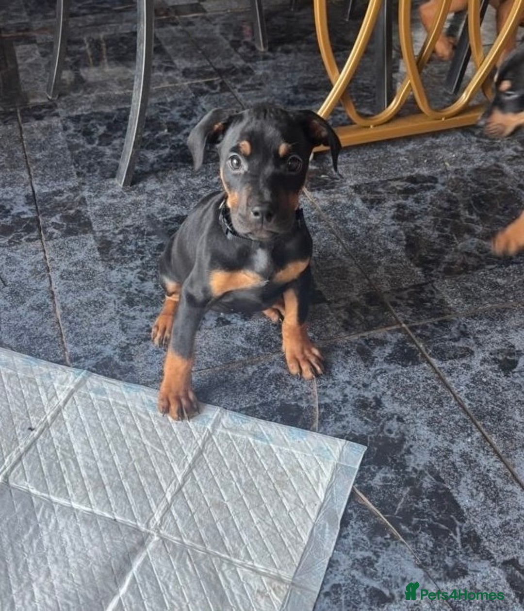 Mixed Breed dogs for sale: Puppy’s available  - Advert 21