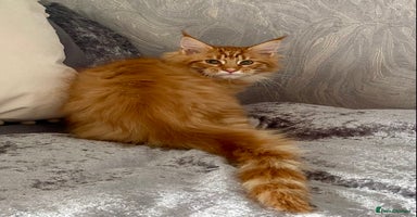 Maine Coon cats - Advert 7