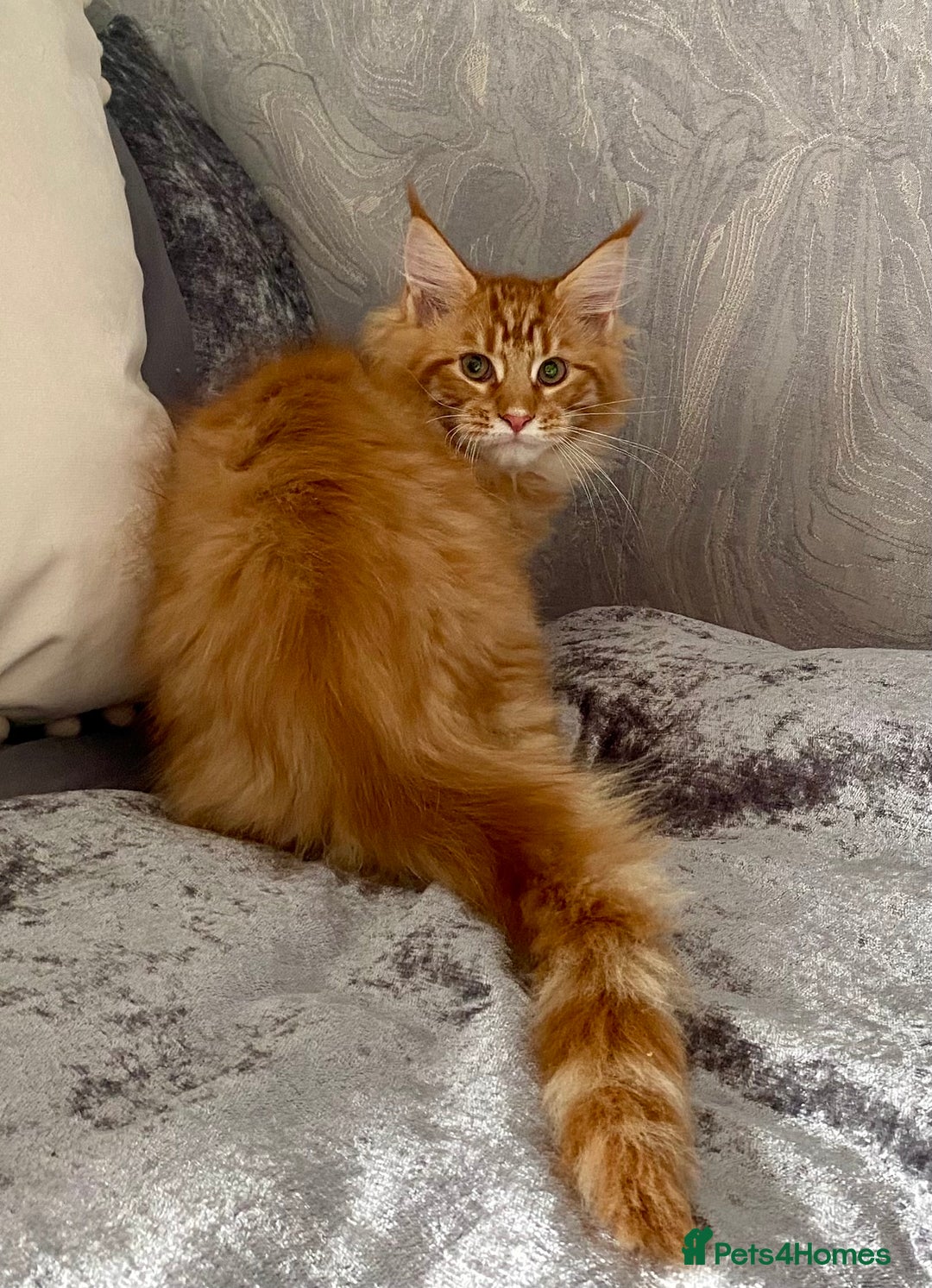 Maine Coon cats for sale: TICA reg Full Pedigree Red Tabby Maine Coon Kitten - Image 3