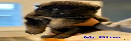 German Shepherd dogs for sale: KC REGISTERED GERMAN SHEPHERDS - Advert 7