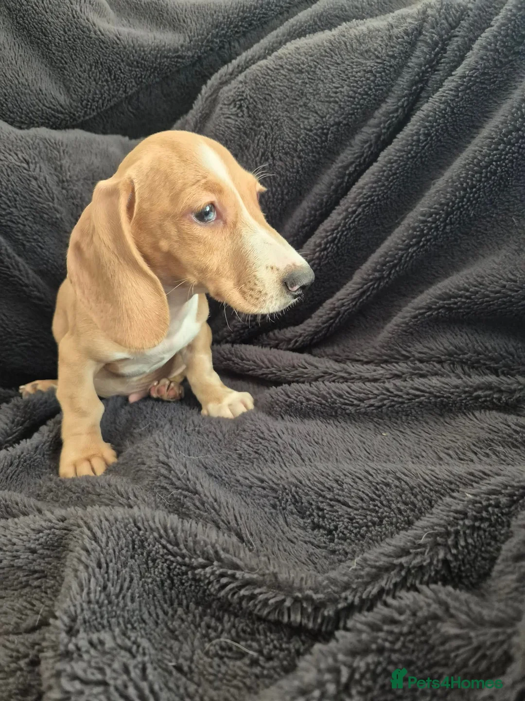 Miniature Dachshund dogs for sale: LAST 3x Dachshund boys ready NOW fully vacs - Advert 2