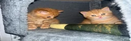 Scottish Fold cats for sale: Scottish fold kittens in Southend-on-Sea - Advert 2