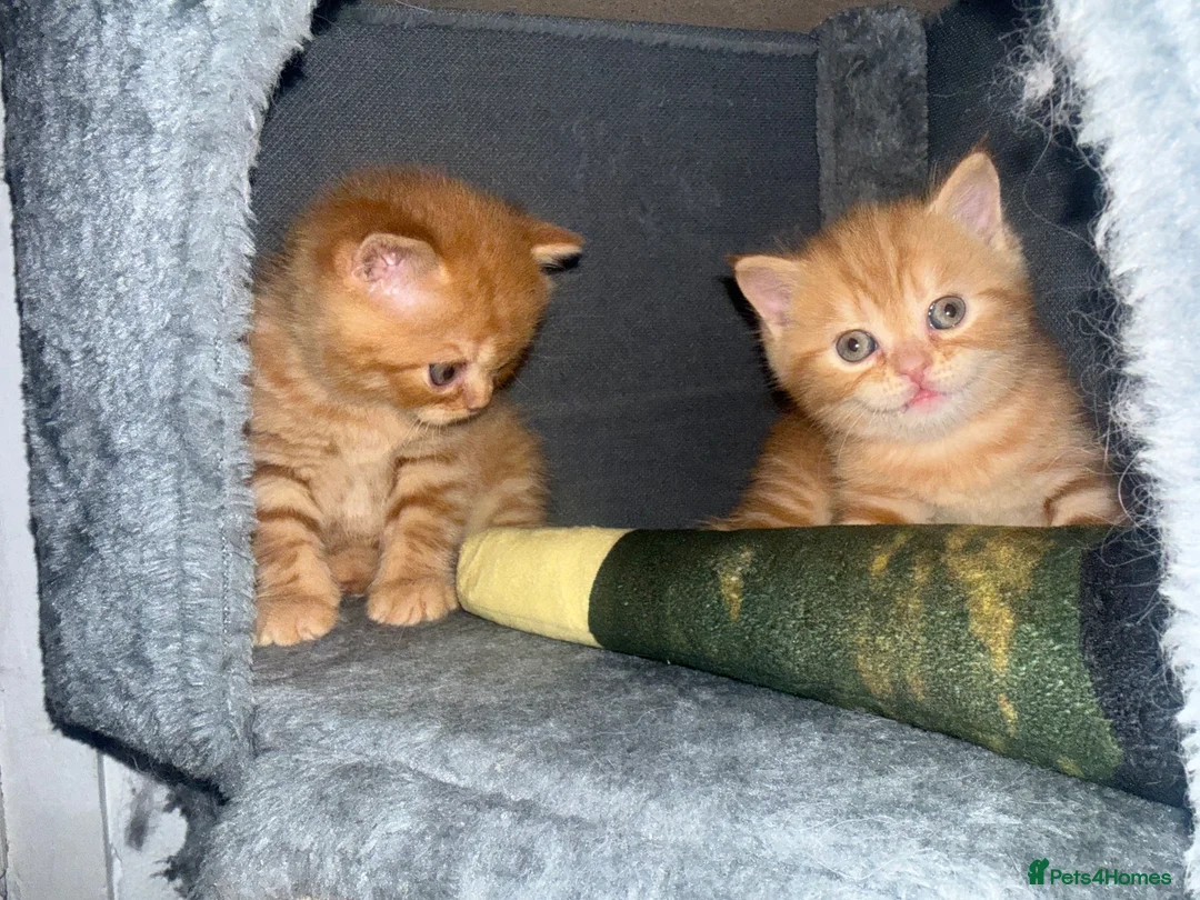 Scottish Fold cats for sale: Scottish fold kittens in Southend-on-Sea - Advert 2