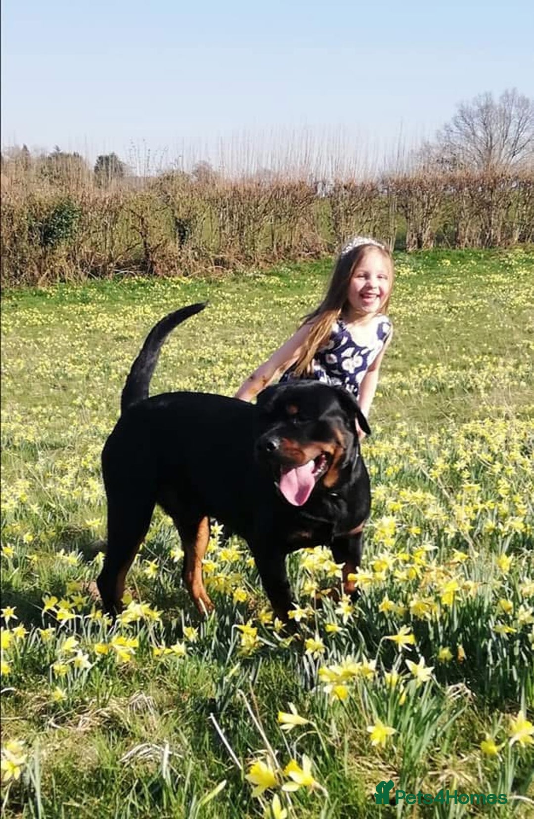 Rottweiler dogs for stud: Ralph the Rottweiler🔥 - Image 2