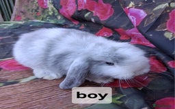 Mini Lop rabbits for sale: Baby mini lop rabbits /bunnies - Image 5