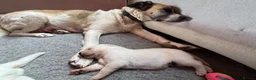 Mixed Breed dogs for sale: Lab+Akita adorable pups in Stansted - Advert 12